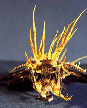 Cordyceps Fungi